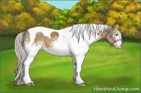 Horse Color:White Spotted Silver Buckskin Tobiano