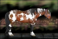 Horse Color:White Spotted Bay 
