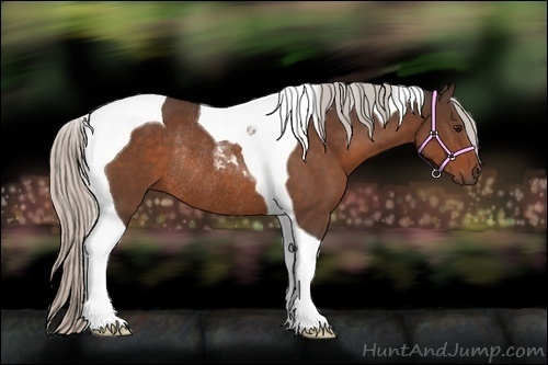 Horse Color:Silver Brown Tobiano Rabicano 