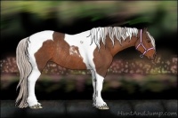 Horse Color:Silver Brown Tobiano Rabicano 