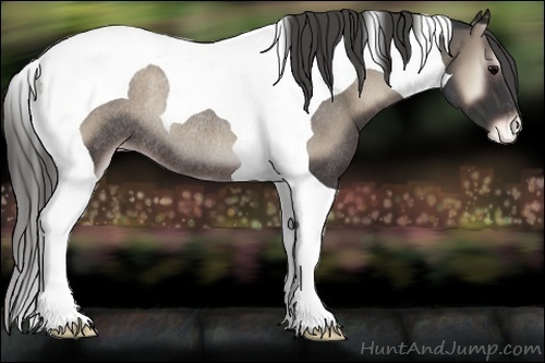 Horse Color:Blue Onyx Tobiano Appaloosa Rabicano 