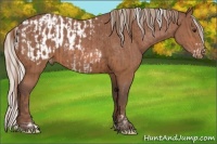 Horse Color:Chestnut Frame and Silver Bay Appaloosa