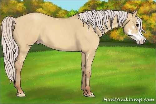 Horse Color:Silver Amber Champagne Dun Splash Frame 