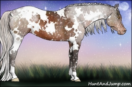 Horse Color:White Spotted Silver Brown Appaloosa