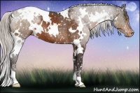 Horse Color:White Spotted Silver Brown Appaloosa 