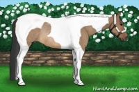 Horse Color:Bay Dun Tobiano Rabicano 