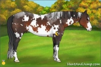 Horse Color:White Spotted Brown Sabino