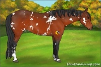 Horse Color:White Spotted Brown Sabino