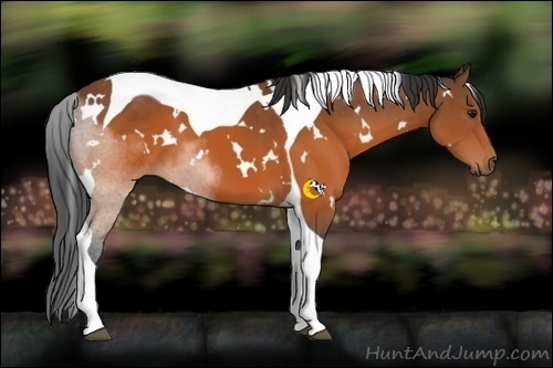 Horse Color:White Spotted Brown Tobiano