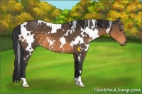 Horse Color:White Spotted Buckskin 