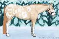 Horse Color:Sable Champagne Pearl Sabino Blanket