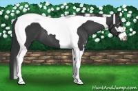 Horse Color:Black Sabino Tobiano 
