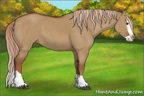 Horse Color:Red Dun Splash 