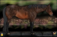 Horse Color:Bay Ice 