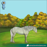 Horse Color:Silver Amber Cream Champagne Roan Dun Splash 