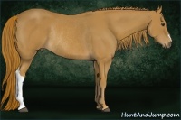 Horse Color:Chestnut Rabicano 