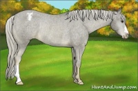 Horse Color:Chocolate Palomino Roan Appaloosa Rabicano 