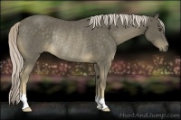 Horse Color:Chocolate Palomino Rabicano 