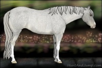 Horse Color:Chocolate Palomino Roan Appaloosa Rabicano 