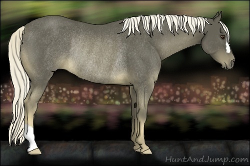 Horse Color:Chocolate Palomino Rabicano