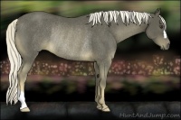 Horse Color:Chocolate Palomino Rabicano