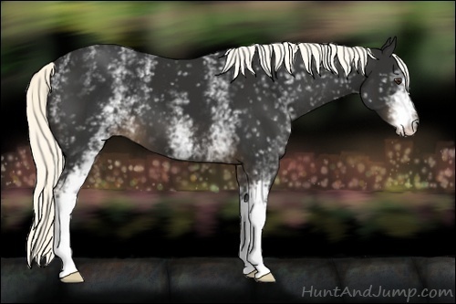 Horse Color:White Spotted Liver Chestnut 
