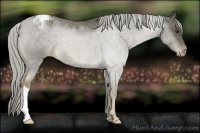 Horse Color:Chocolate Palomino Appaloosa