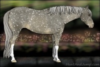 Horse Color:Chocolate Palomino Appaloosa