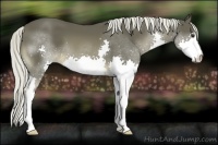 Horse Color:Liver Chestnut Splash