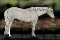 Horse Color:Chocolate Palomino Appaloosa 