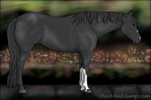 Horse Color:Black 