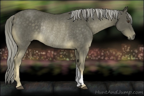 Horse Color:Chocolate Palomino Rabicano