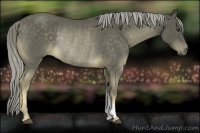Horse Color:Chocolate Palomino Rabicano