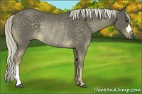 Horse Color:Chocolate Palomino Rabicano