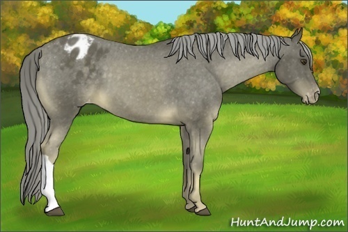 Horse Color:Chocolate Palomino Appaloosa