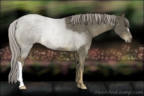 Horse Color:Chocolate Palomino Rabicano