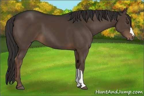 Horse Color:Liver Chestnut 