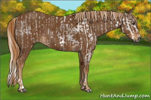 Horse Color:Gray Chestnut Splash Frame  and Gray Chestnut Splash Frame 