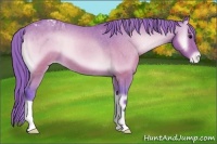 Horse Color:Watercolor Buckskin Onyx Varnish