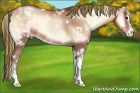 Horse Color:Painted White Spotted Brown Pearl Onyx Sabino Appaloosa 