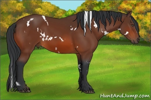 Horse Color:White Spotted Bay