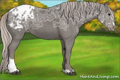 Horse Color:Silver Black Ice Sabino Appaloosa