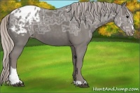 Horse Color:Silver Black Ice Sabino Appaloosa