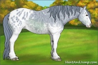 Horse Color:Watercolor White Spotted Brown Ice Appaloosa 