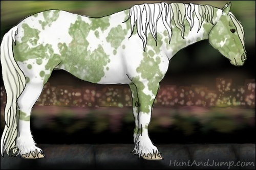 Horse Color:Watercolor White Spotted Silver Black Ice Varnish Rabicano