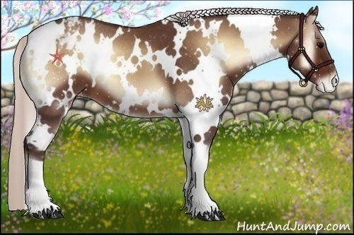 Horse Color:White Spotted Silver Brown Onyx Appaloosa