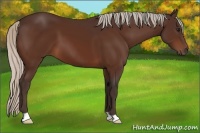 Horse Color:Silver Bay 