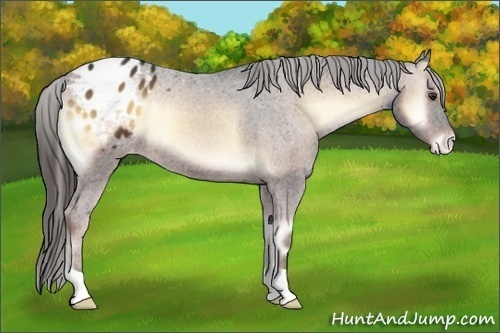 Horse Color:Liver Red Onyx Appaloosa 