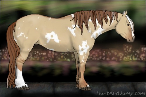 Horse Color:White Spotted Red Dun 