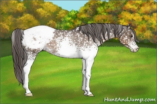 Horse Color:White Spotted Liver Chestnut Snowcap 